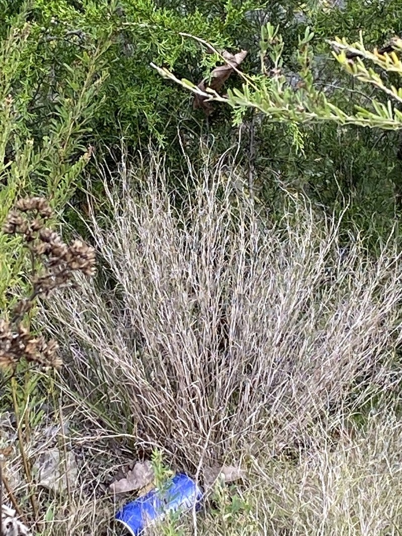 Plains Muhly photo 4