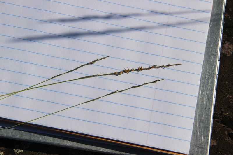 Plains Muhly photo 5