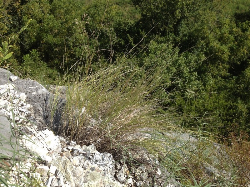 Plains Muhly photo 6