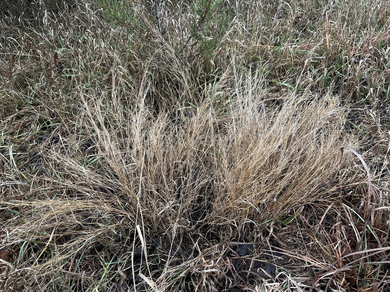 Plains Muhly photo 7