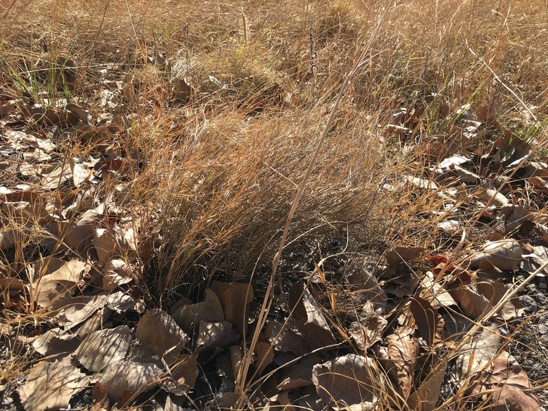 Plains Muhly photo 8