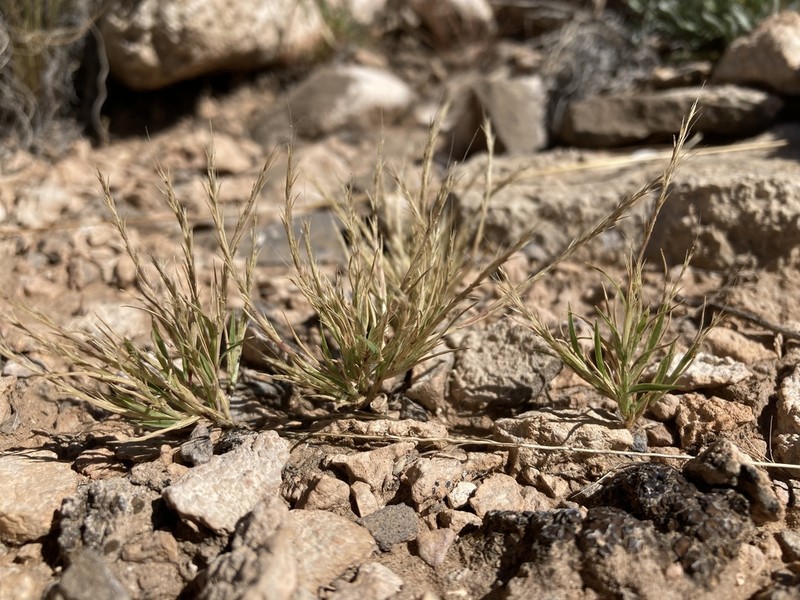 Sixweeks Muhly photo 2
