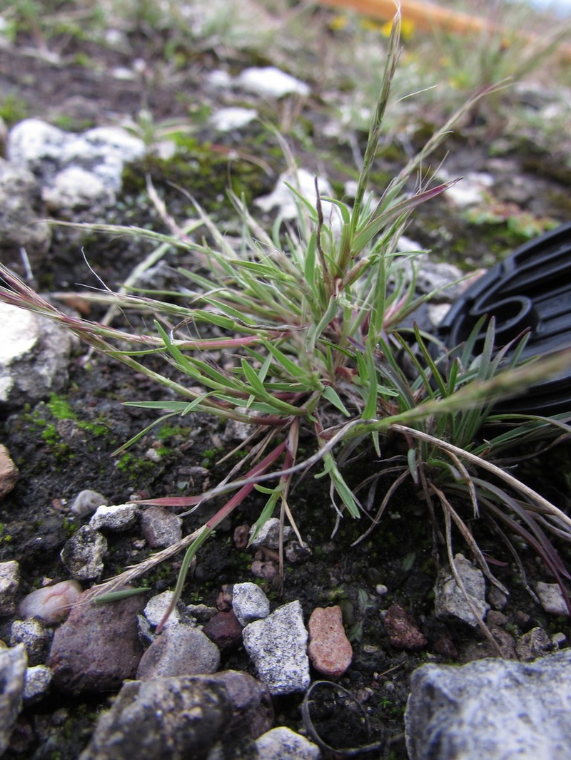 Sixweeks Muhly photo 3