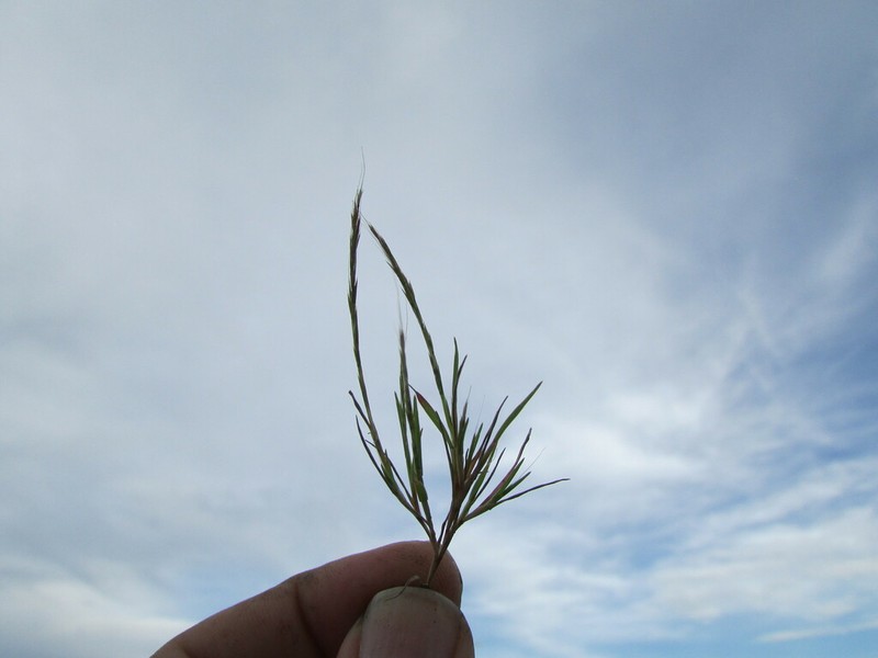 Sixweeks Muhly photo 4