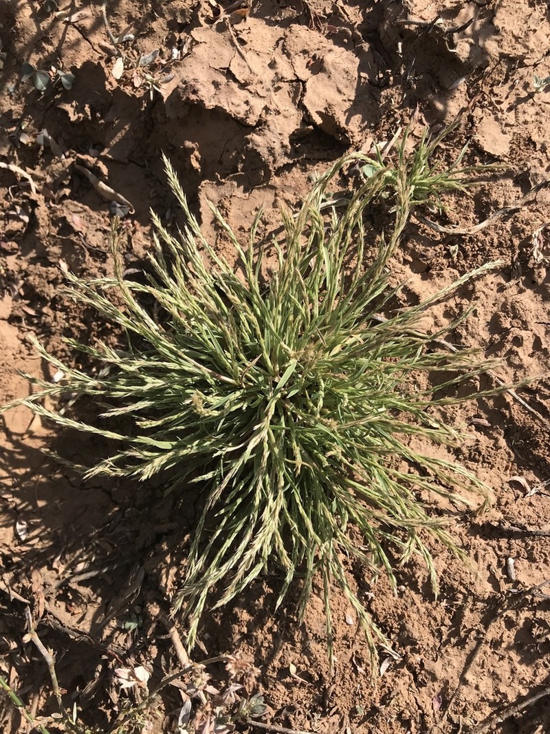 Sixweeks Muhly photo 5