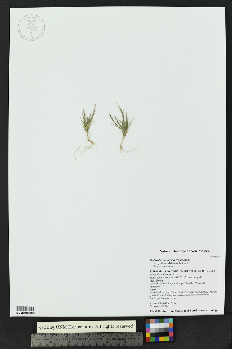 Sixweeks Muhly photo 6