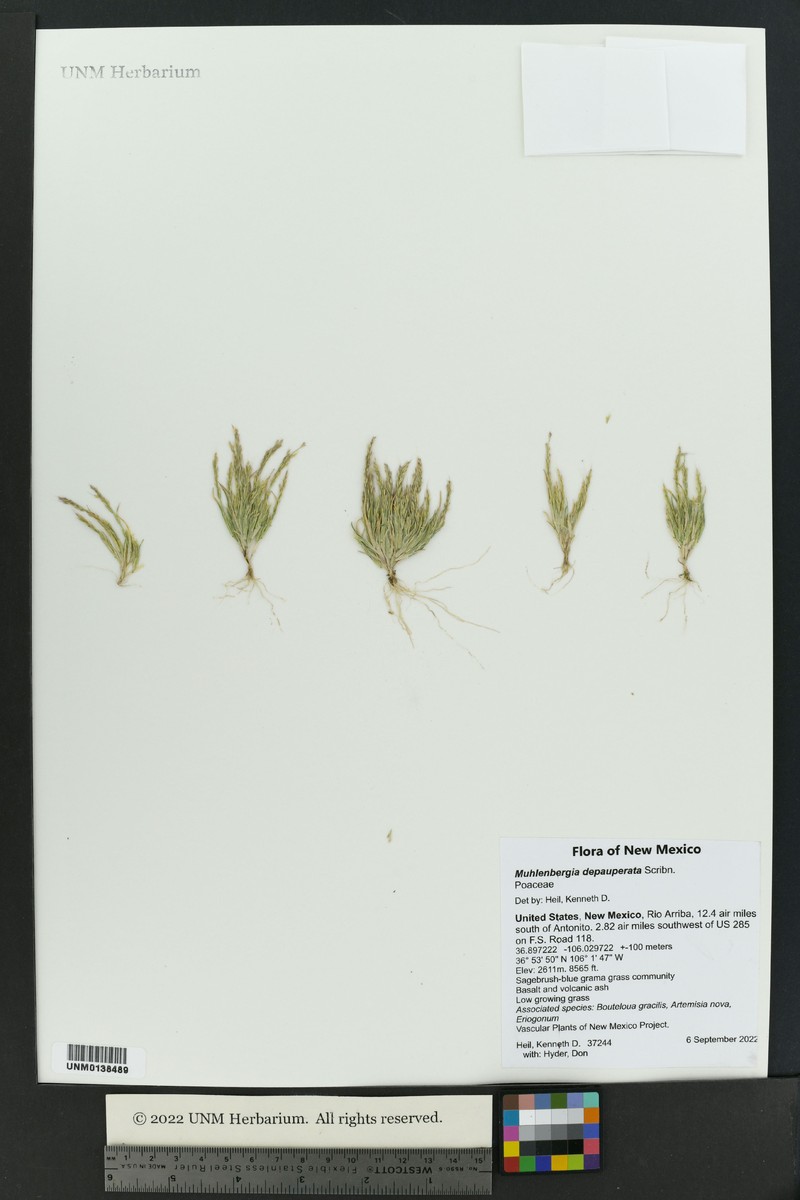 Sixweeks Muhly photo 7
