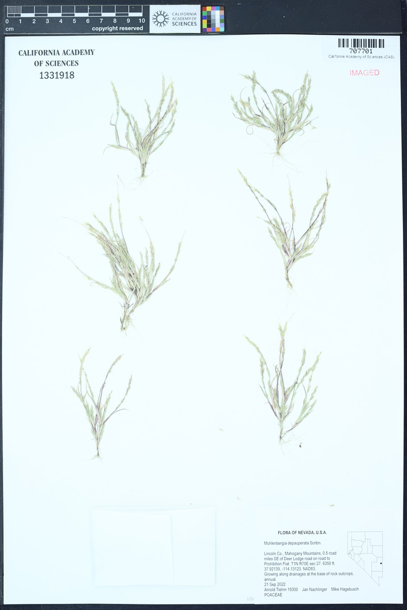 Sixweeks Muhly photo 8