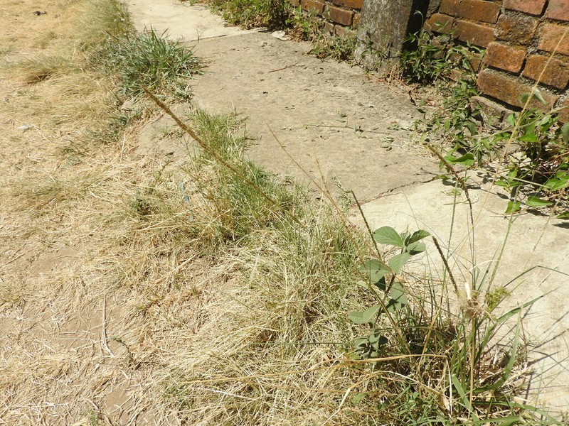 Pine Muhly