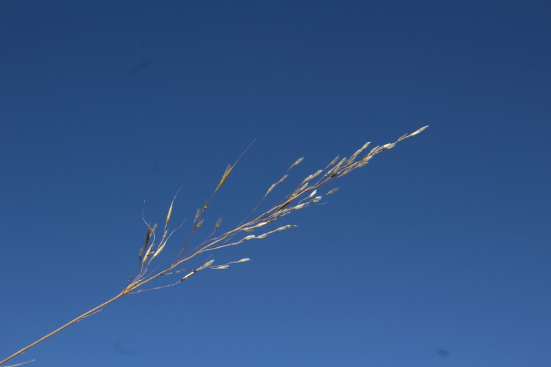 Pine Muhly photo 2