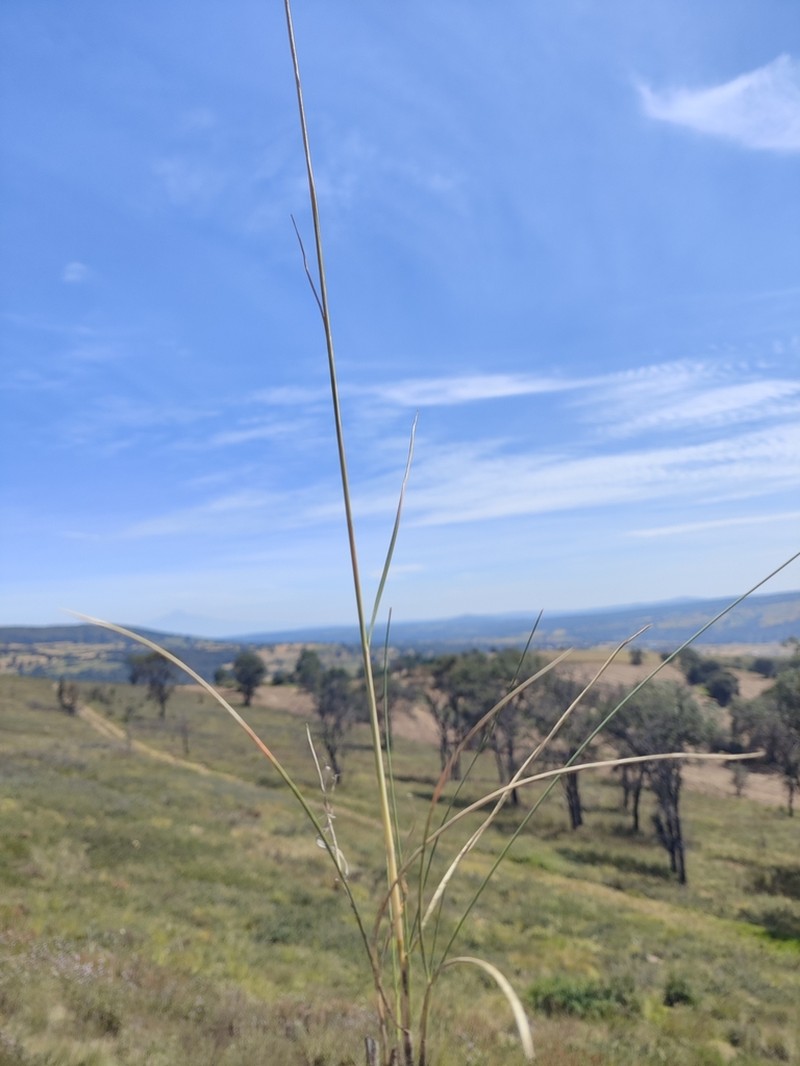 Pine Muhly photo 3