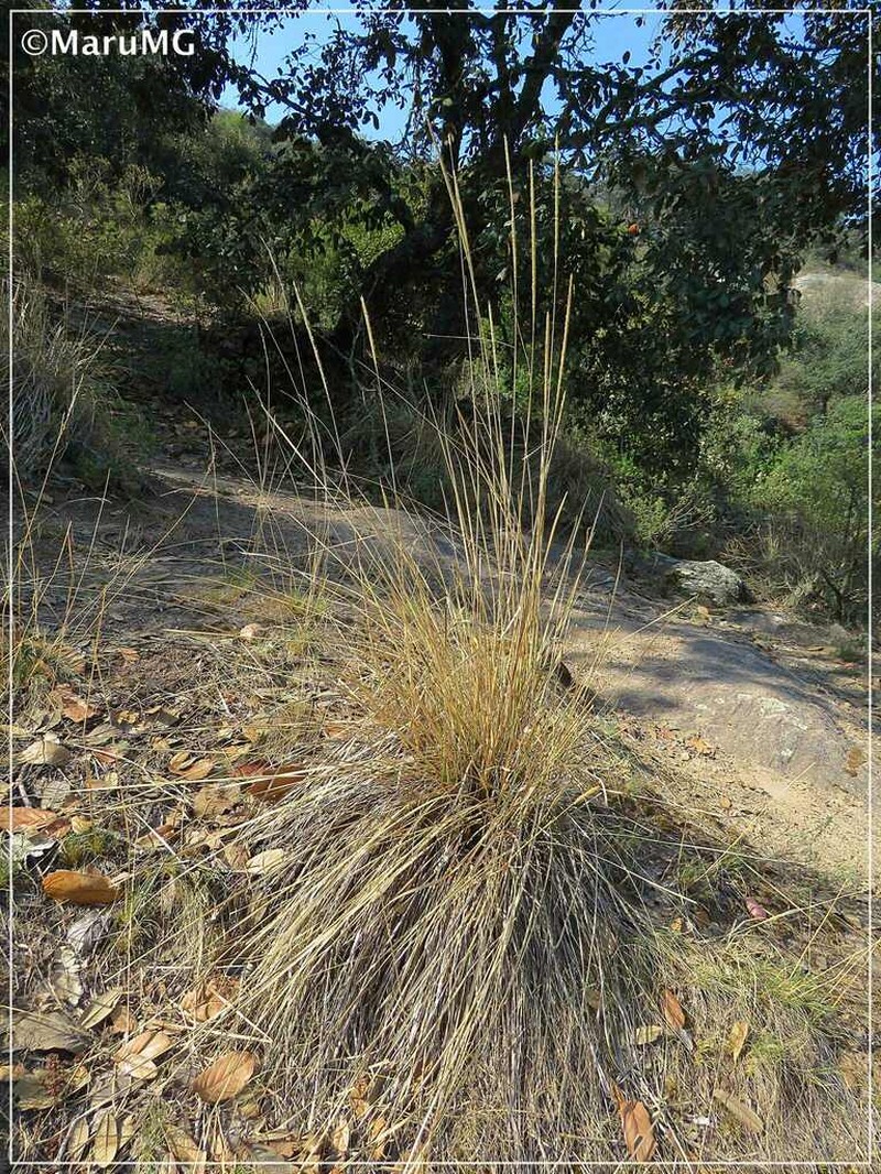 Pine Muhly photo 4