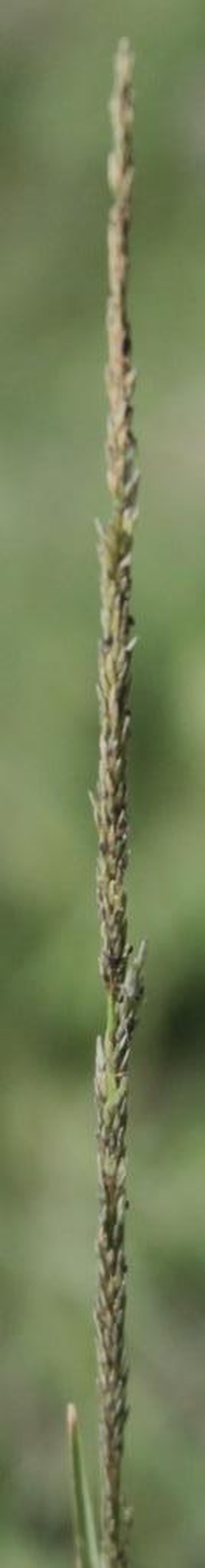 Pine Muhly photo 5