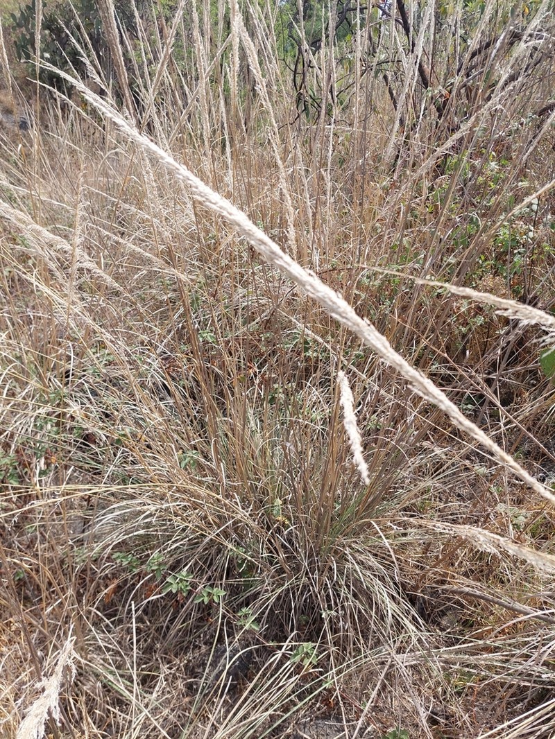 Pine Muhly photo 6