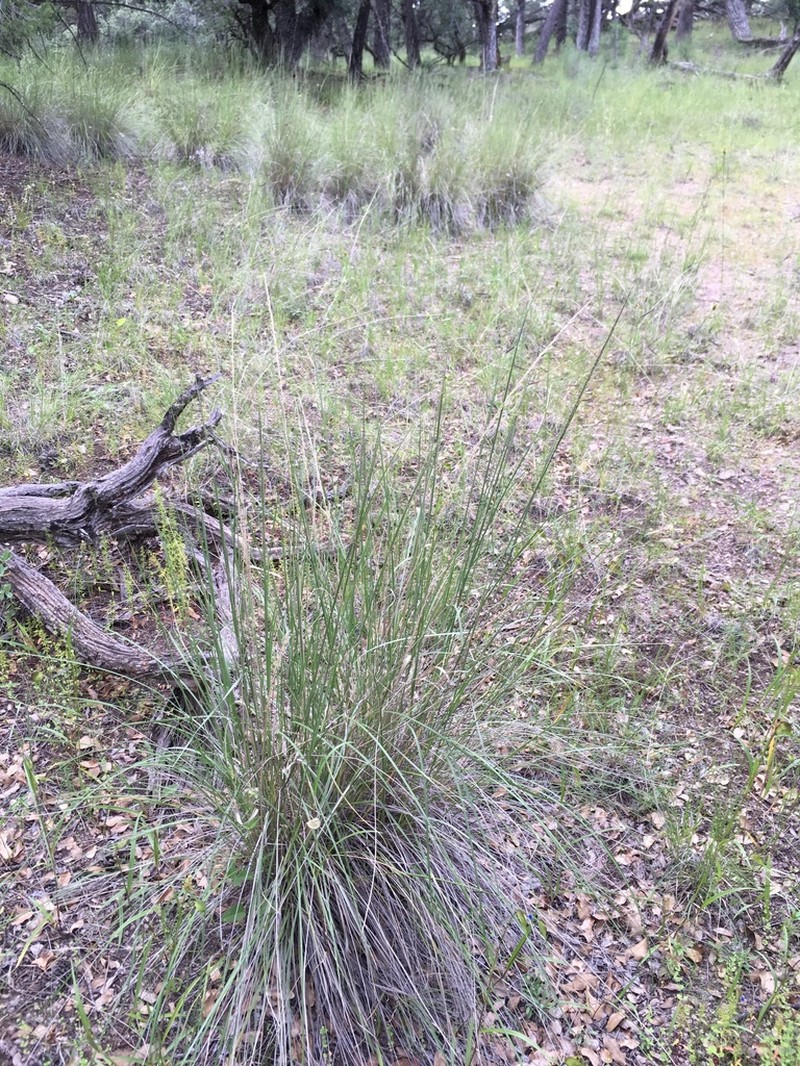 Pine Muhly photo 7