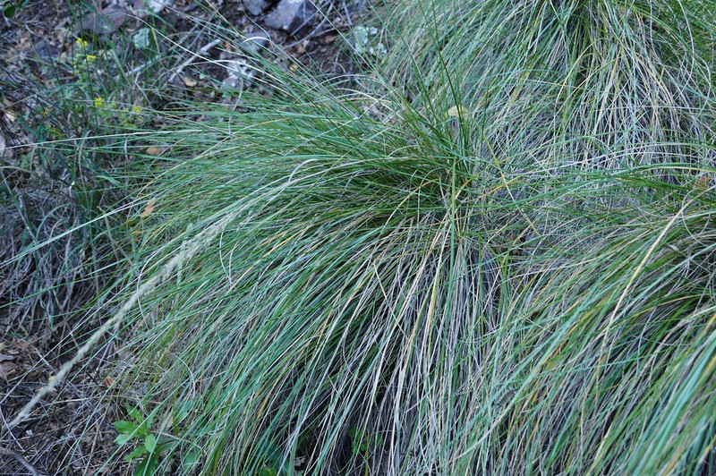 Pine Muhly photo 8