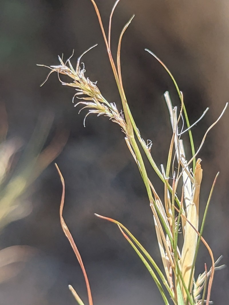 Bamboo Muhly photo 3