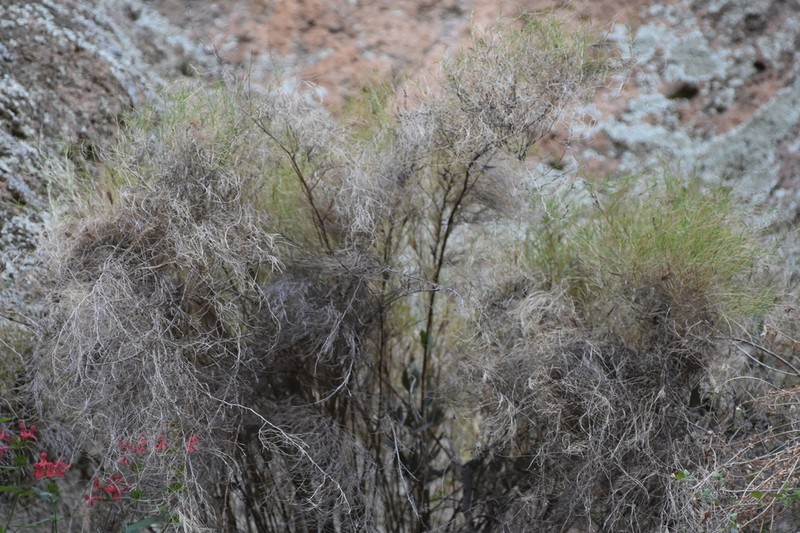 Bamboo Muhly photo 4