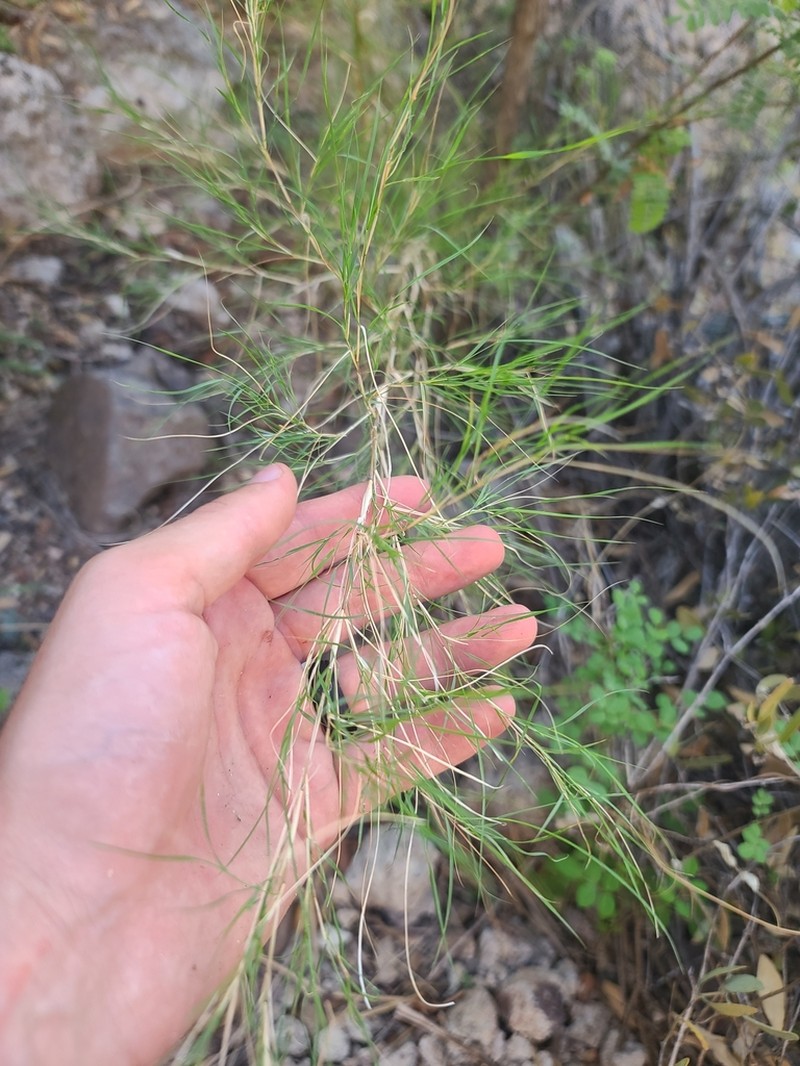 Bamboo Muhly photo 5