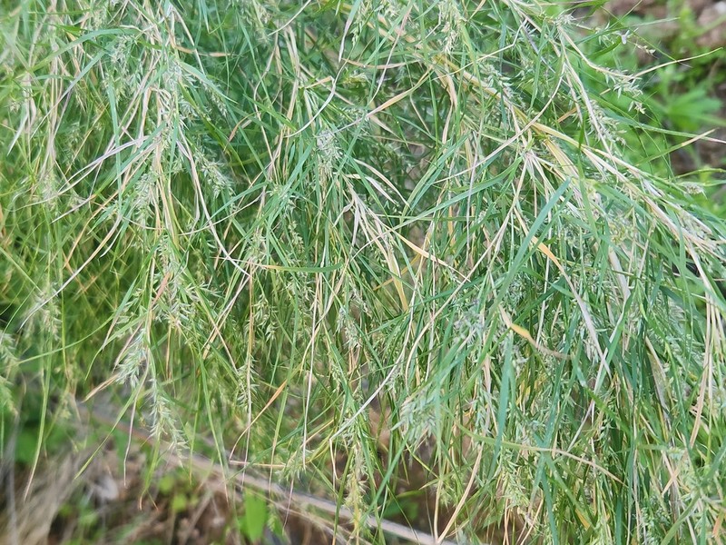 Bamboo Muhly photo 7