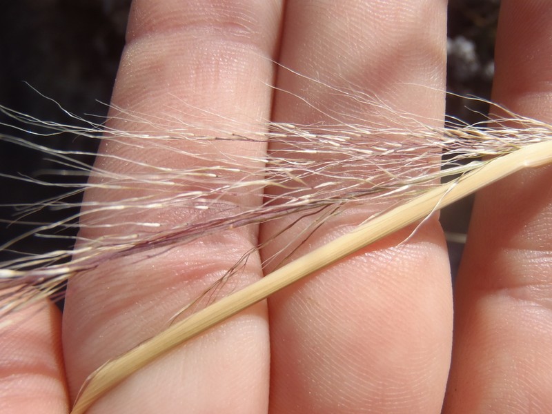 Sycamore Muhly