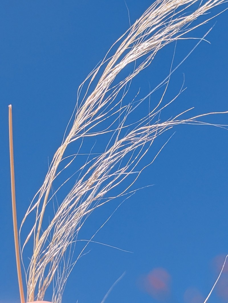 Sycamore Muhly photo 2