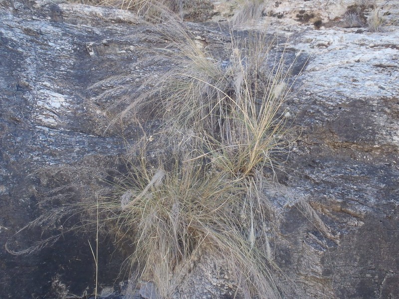 Sycamore Muhly photo 5