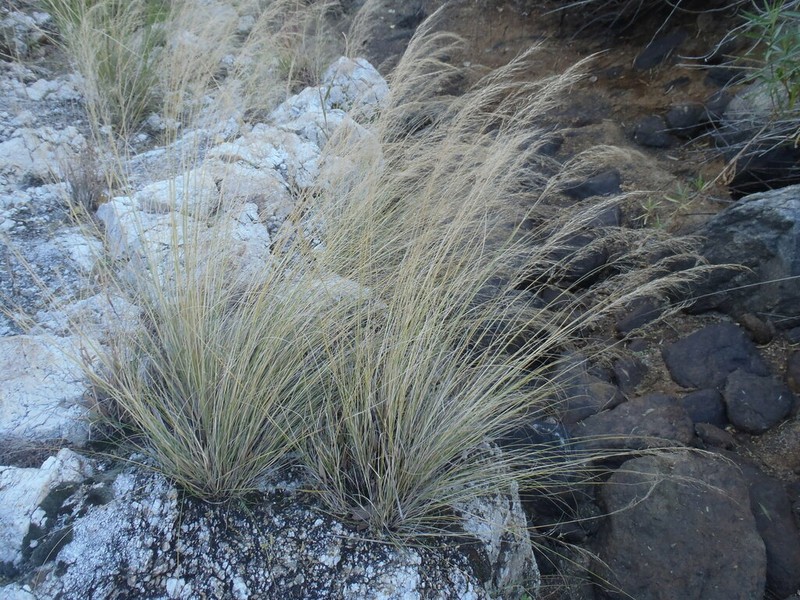 Sycamore Muhly photo 6