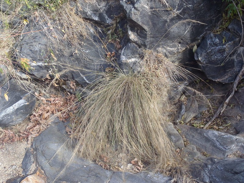 Sycamore Muhly photo 7