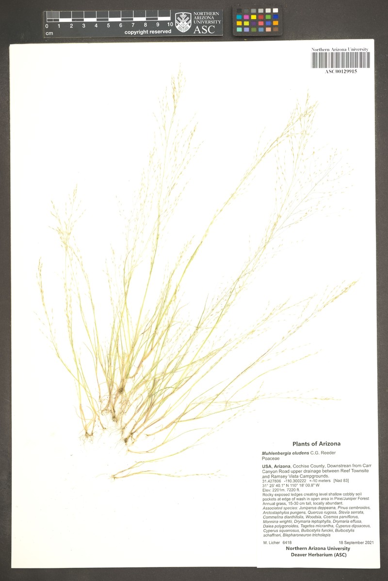 Gravelbar Muhly