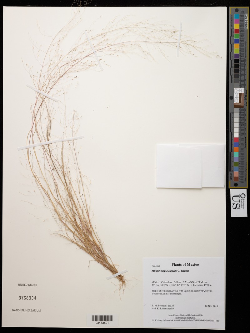 Gravelbar Muhly photo 2