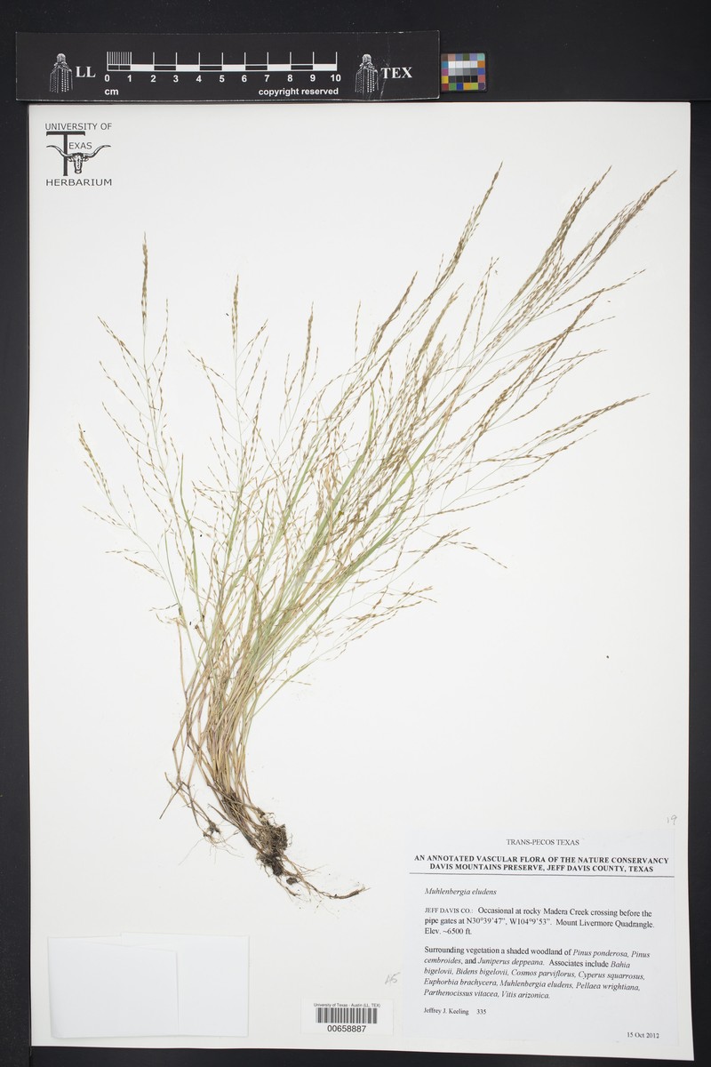 Gravelbar Muhly photo 3