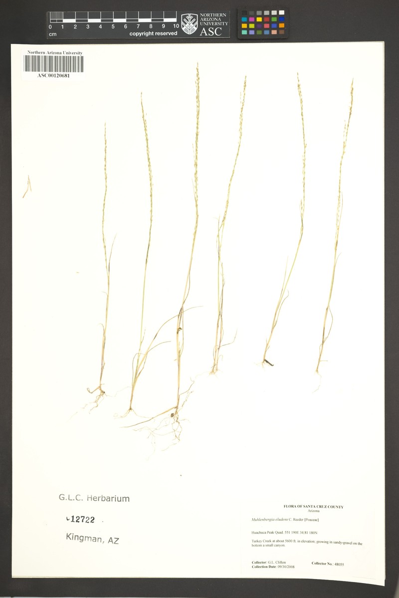 Gravelbar Muhly photo 4