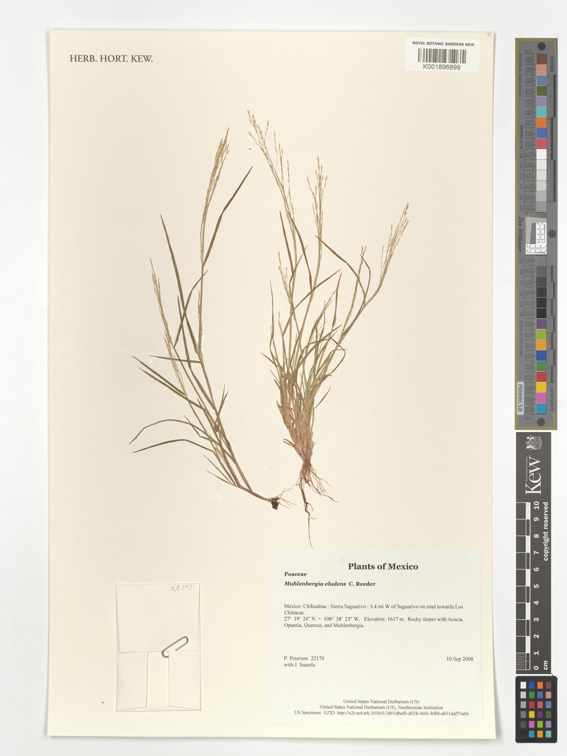 Gravelbar Muhly photo 5