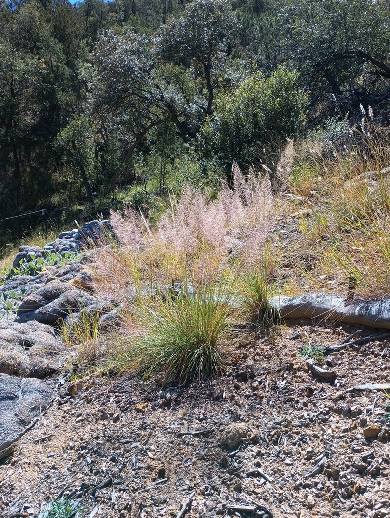 Bullgrass
