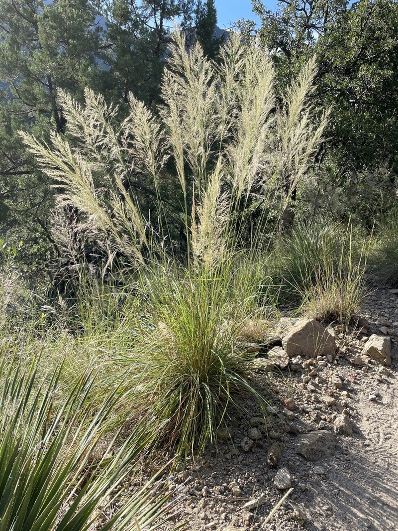 Bullgrass photo 2