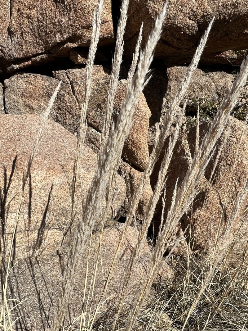 Bullgrass photo 3