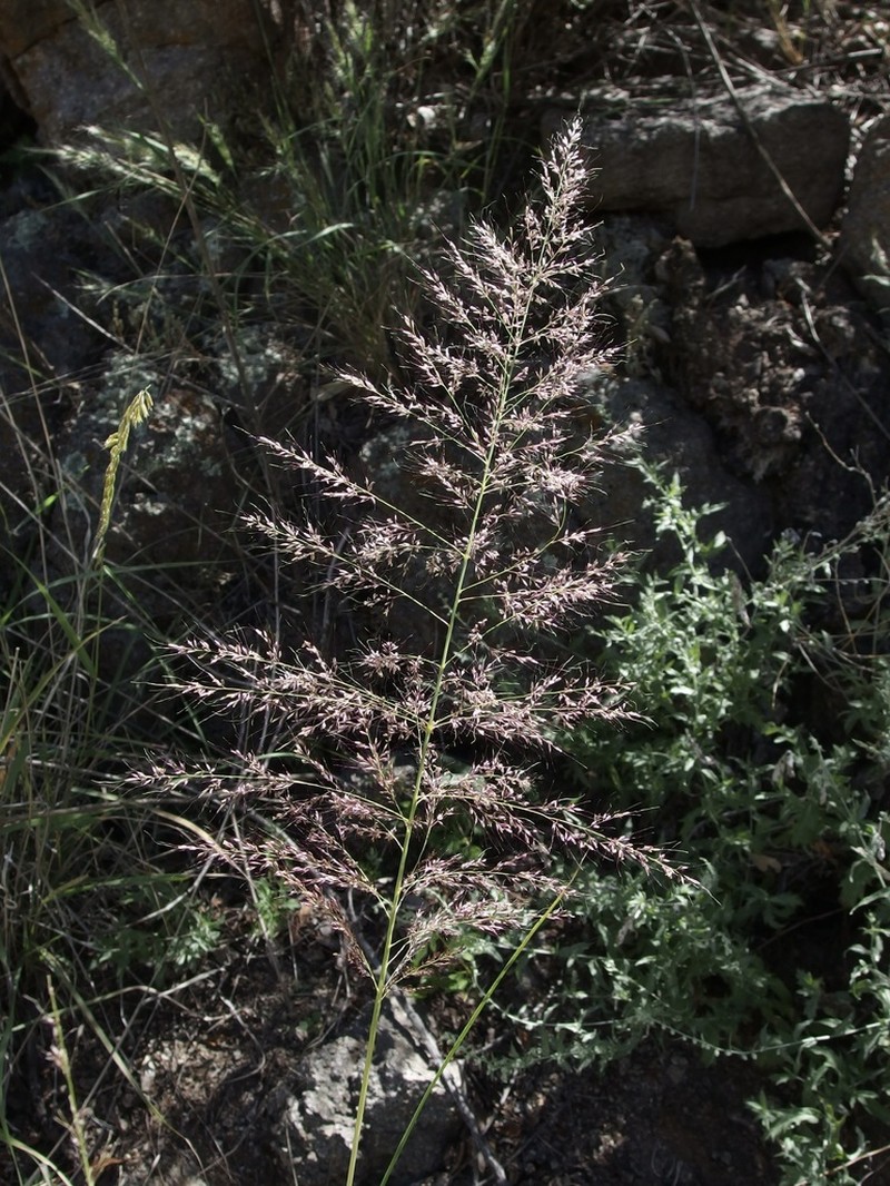 Bullgrass photo 4