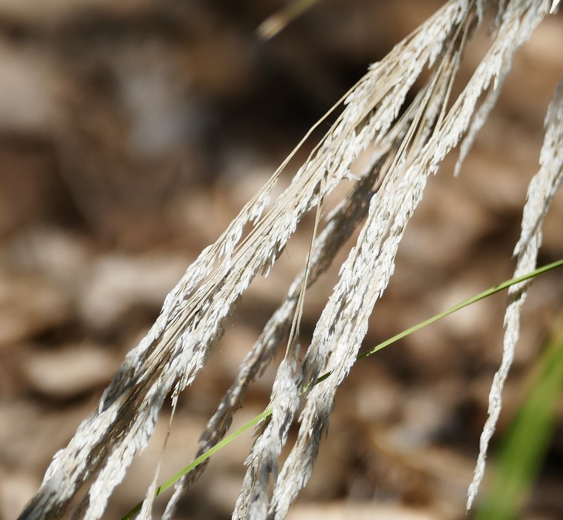 Bullgrass photo 5