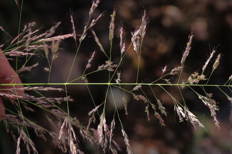 Bullgrass photo 6