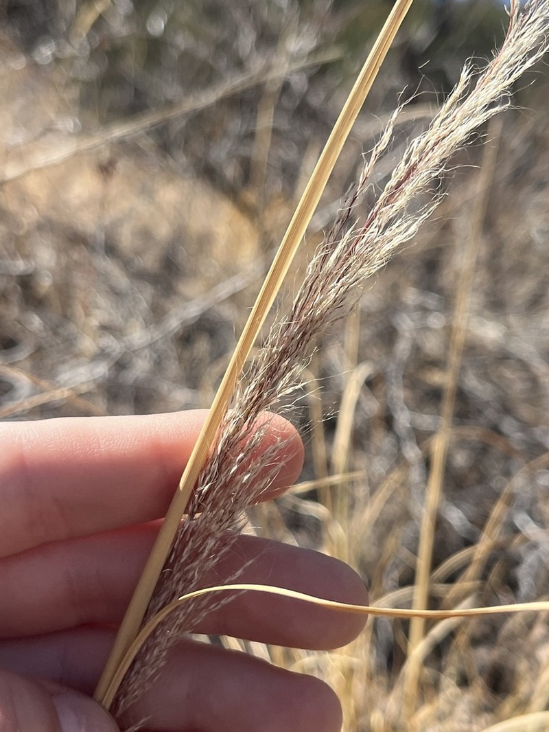 Bullgrass photo 7