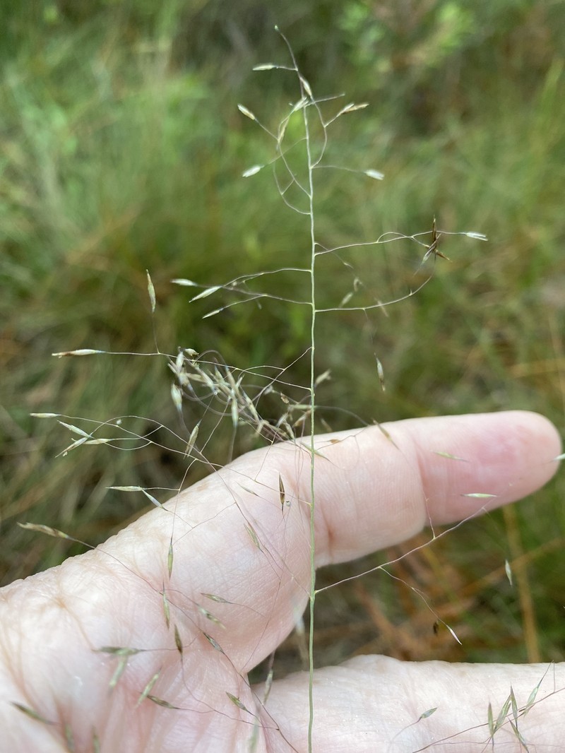 Cutover Muhly photo 2