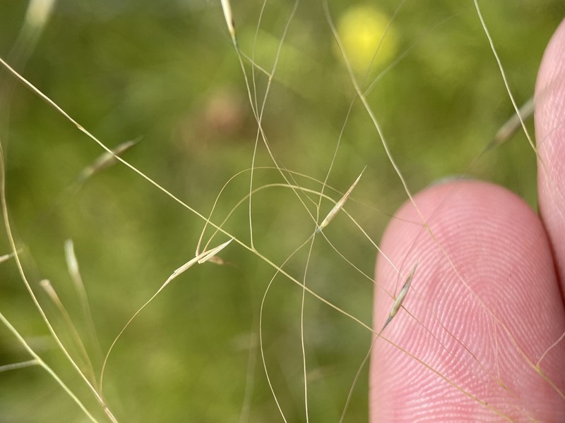 Cutover Muhly photo 3