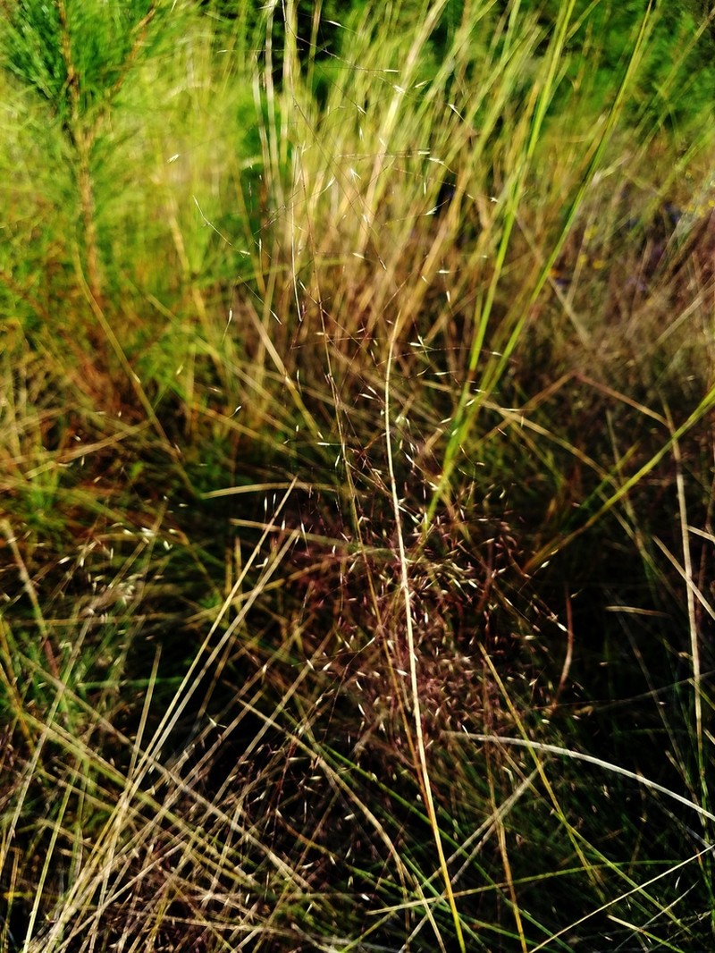 Cutover Muhly photo 2