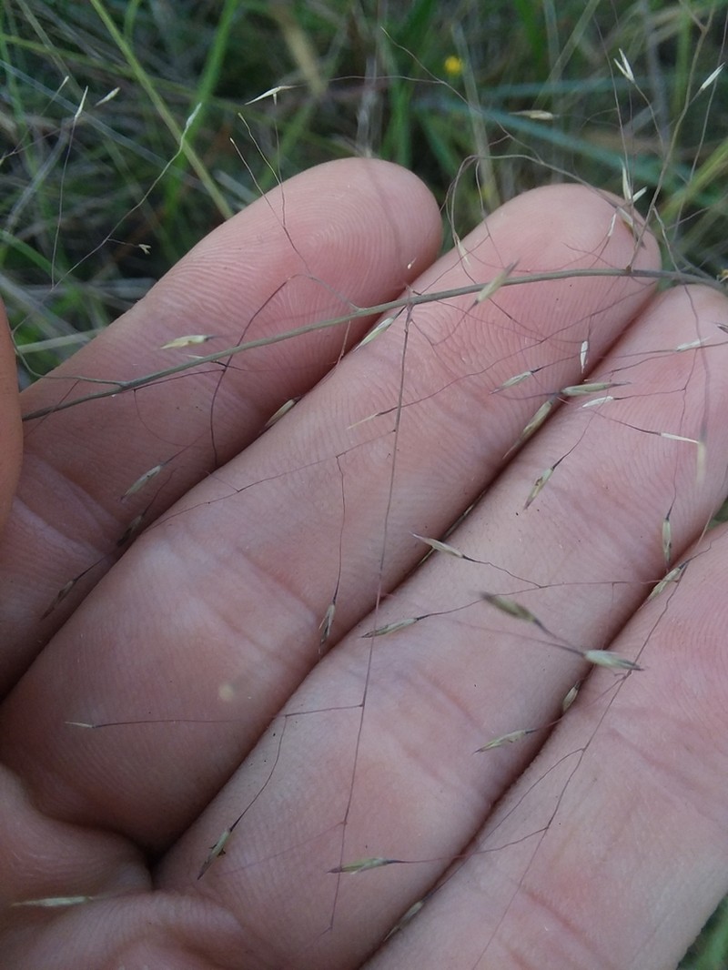 Cutover Muhly photo 3