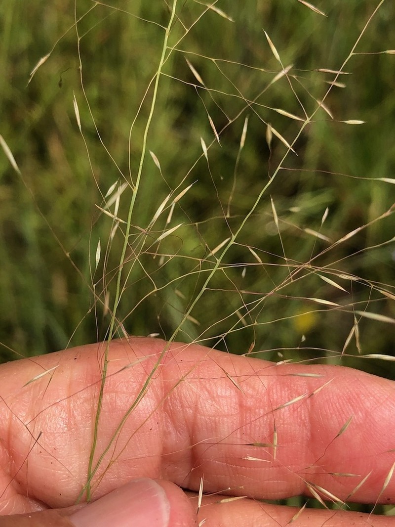Cutover Muhly photo 5