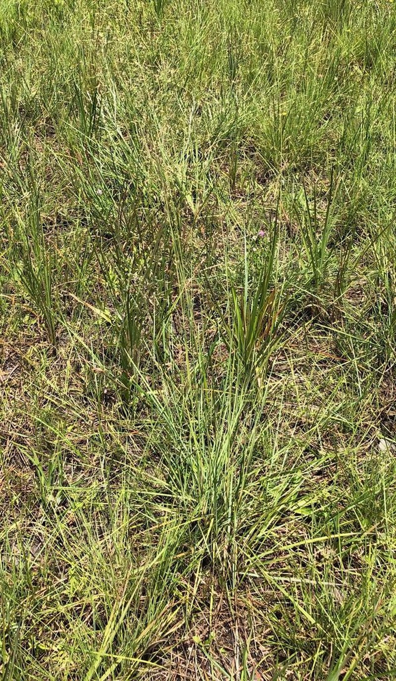 Cutover Muhly photo 6