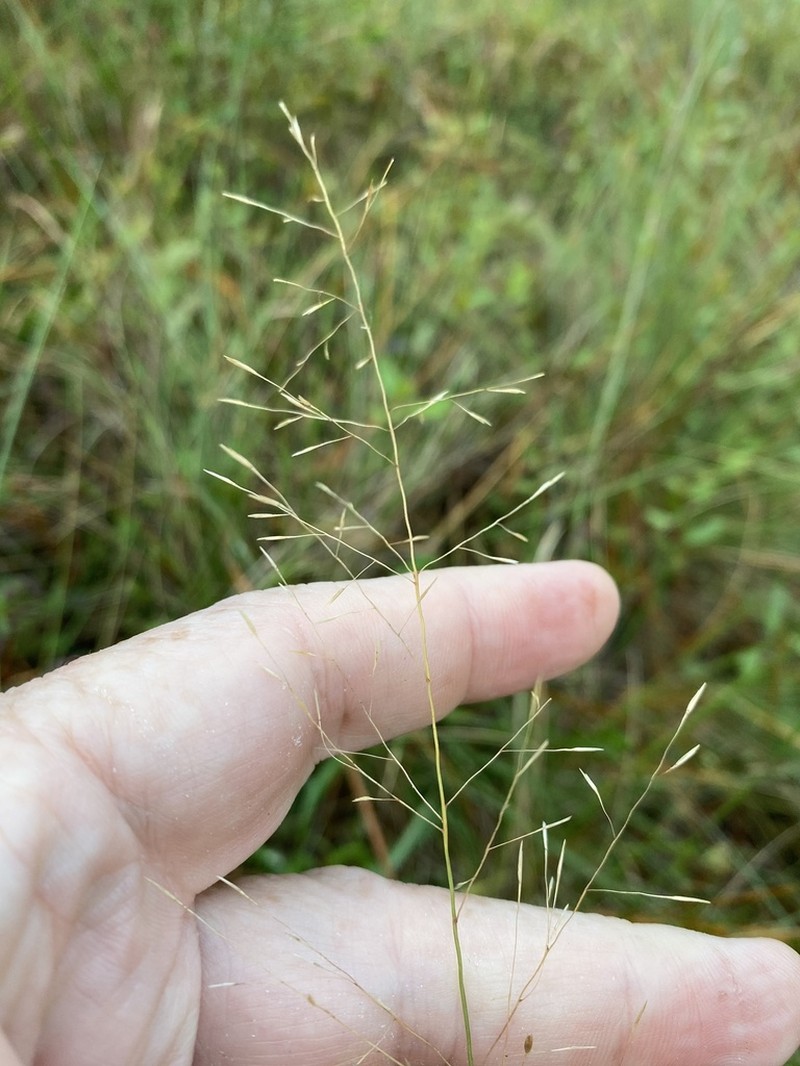 Cutover Muhly photo 7