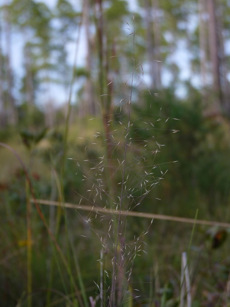 Cutover Muhly photo 8