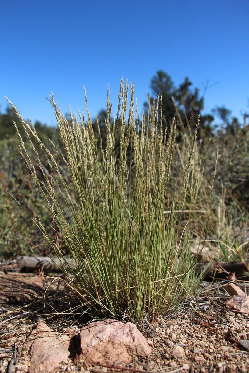 Slimstem Muhly